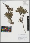 Foto von Salix alpina Scop.
